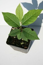 Banano di montagna del Nord