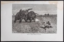 1870 - Caccia Aux Elefanti -