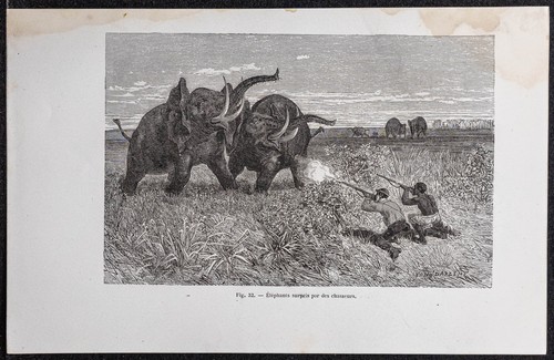 1870 caccia aux elefanti - 1870,