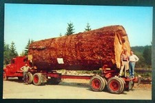 Tronco di abete gigante