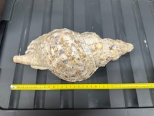 Charonia tritonis circa - charonia, cm