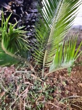 Pollone basale di cicas