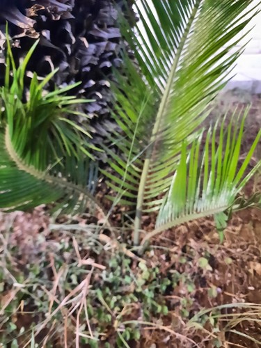 Pollone basale cicas - pollone,