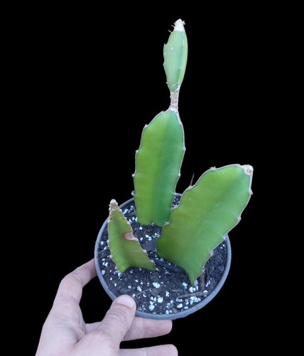 Piante pitaya cactus dragon - cactus,