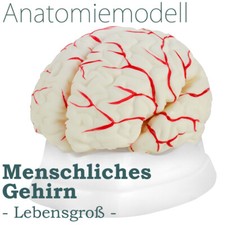 Modello anatomico cervello