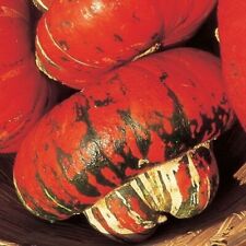 15 semi di ZUCCA TURCA TURCA, SEMI SELEZIONATI + OMAGGIO