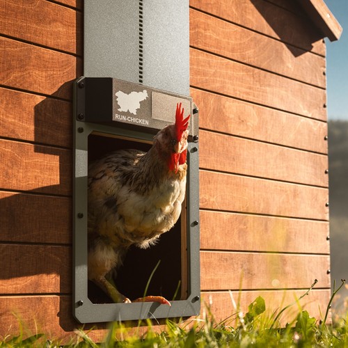 Originale run chicken - originale, run-chicken