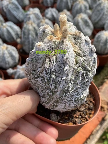 Pianta succulenta astrophytum - pianta,