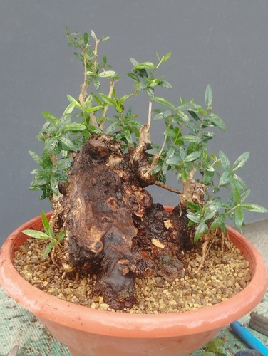 Bonsai olivastro 30x23cm - bonsai,