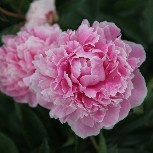 Semi peonia sarah - 5,