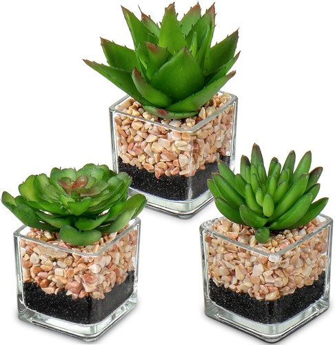 Set piante succulente - piante,
