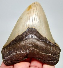 Dente di squalo megalodonte