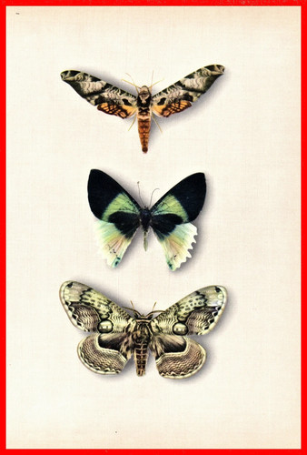 Stampe antiche originali - stampe,
