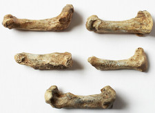 Fossili 5 ossa osso medio