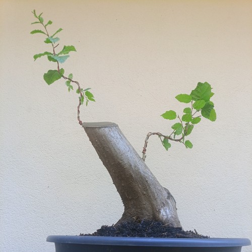 Bonsai xxl carpino bianco - bonsai,