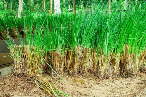 Vetiver chrysopogon - vetiver,
