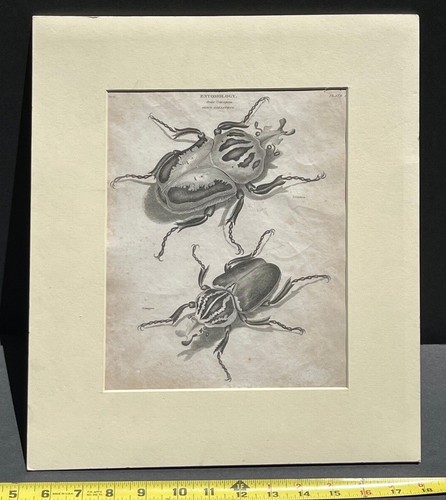 Rara ornitologia coleotteri - rara,