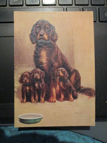 Postcard the gordon setter - postcard,