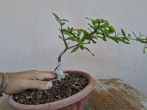 Pre bonsai punica granatum - pre,