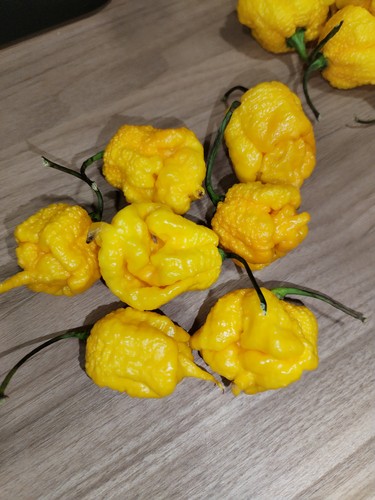 Semi peperoncino - 25, di