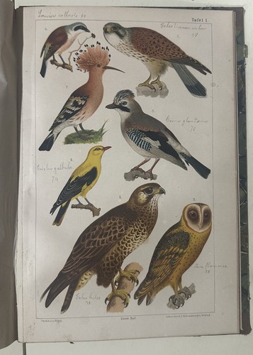 Bechstein naturgeschichte hof - naturgeschichte,