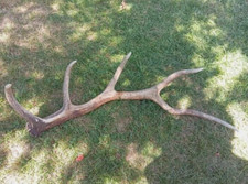 Corno, trofeo, palco di cervo adulto della bocchieria, lungo e spesso