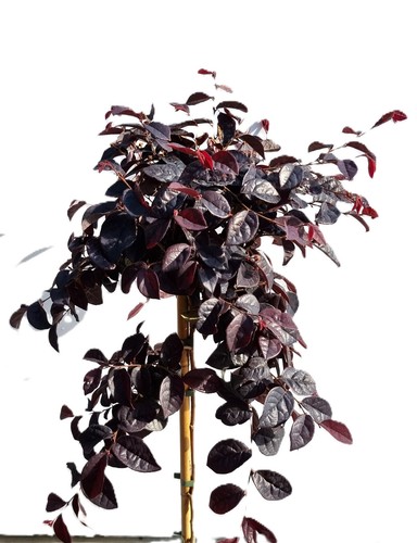 Fiore cinghia loropetalum - fiore, a