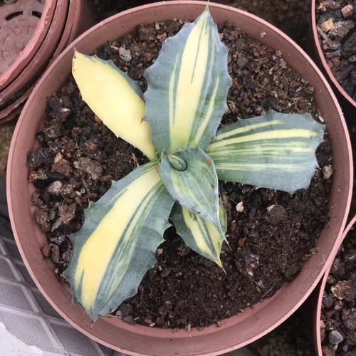 Rara pianta succulenta - , agave