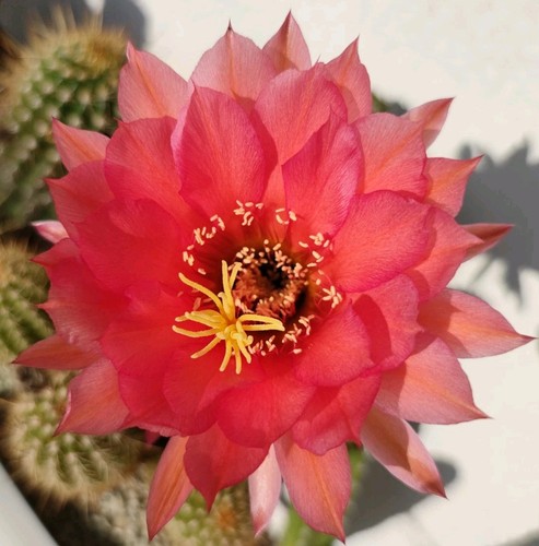 Cactus echinopsistrichocereus - cactus,