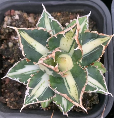 Vendita raro cactus agave - vendita,