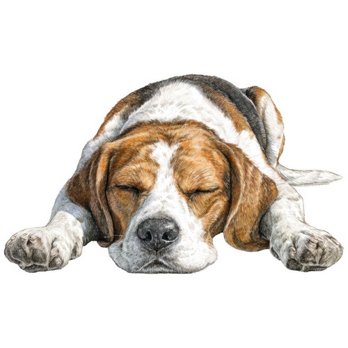 Adesivi beagle auto - beagle,