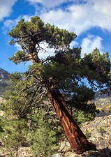 Calocedrus decurrens | Incenso cedro | California incenso-cedro - cedro dell'incenso