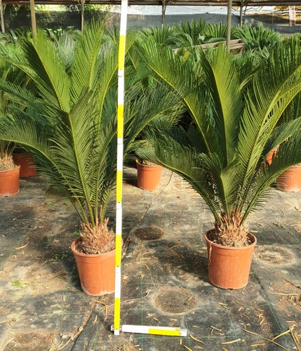 Pianta cycas grosso bulbo - cycas,