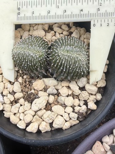 Rara cactus succulenta - rara,