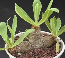 Raro Cactus Euphorbia