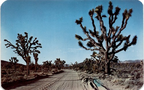 Joshua tree zona - tree,,