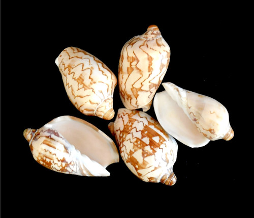 Noble volute seashell shells - 5,