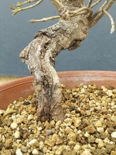 Bonsai Frassino Robusta