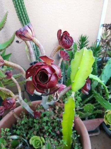1 talea rosellina - 🪴❤️1,