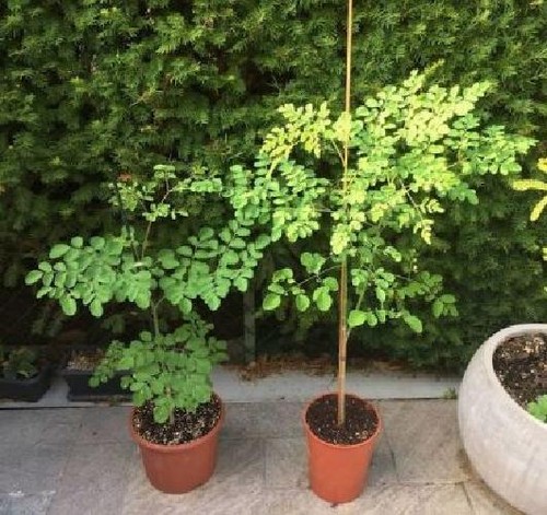 Moringa oleifera pianta - -,