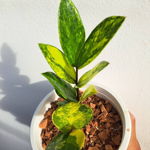 Zamioculcas zamiifolia - zz,