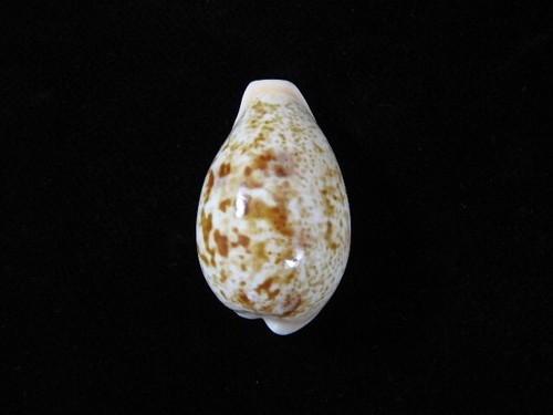 Sea shell cypraea achatidae - cypraea,