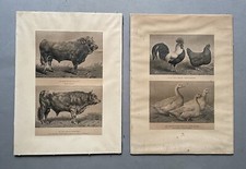 Buoi, galli, galline e anatre