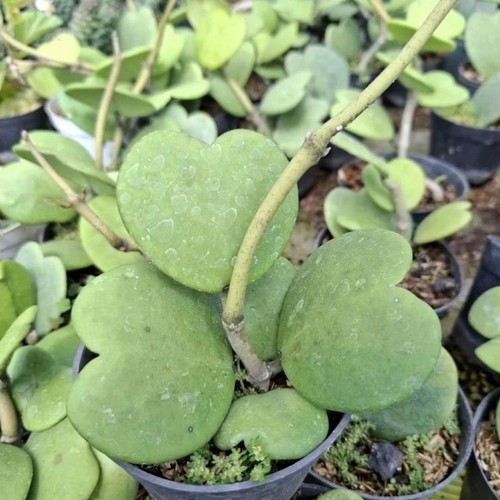 Hoya kerrii verde - verde, raro