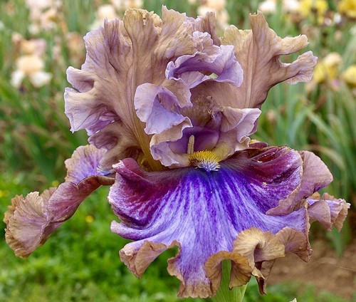Iris panjandrum keith - 'panjandrum', (keith