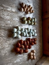 Uova Feconde Galline