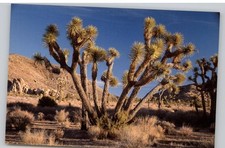 Yucca Brevifolia Joshua Tree