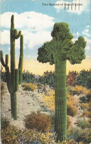 Cartolina specie cactus - specie,