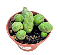 Piaranthus Geminatus 5.5 cm -