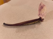 N° 1 Capsula Semi Orchidea